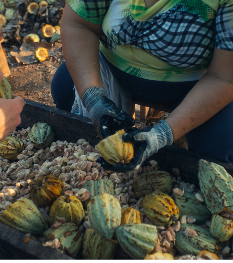 The future of cacao means better wages for farmers