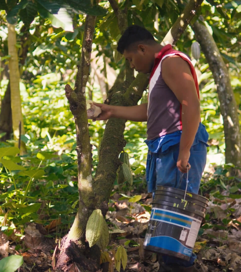 Superfood and the Powers of Cocoa 3