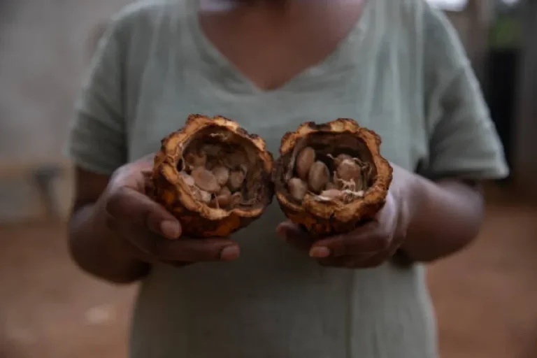 HOE ZIET DE TOEKOMST VAN CACAO ERUIT VOOR TELERS EN CONSUMENTEN? 3 HOE ZIET DE TOEKOMST VAN CACAO ERUIT VOOR TELERS EN CONSUMENTEN? 1