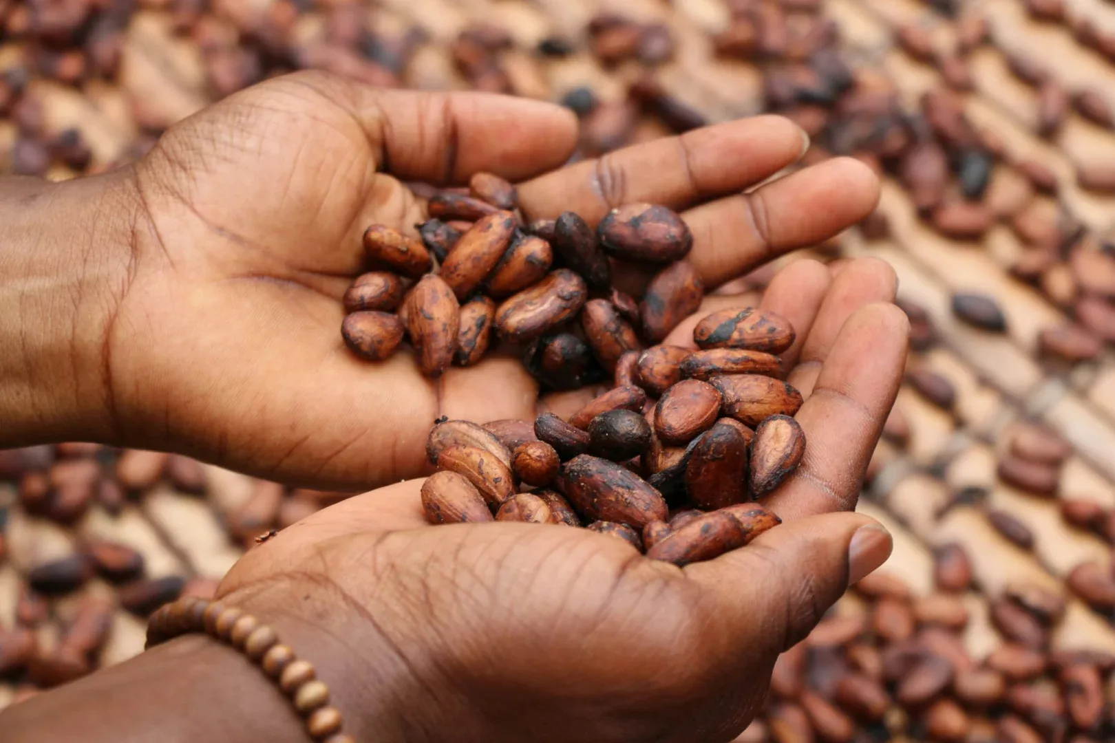 Factors Contributing to Rising Cocoa Prices 2 CocoaBeans