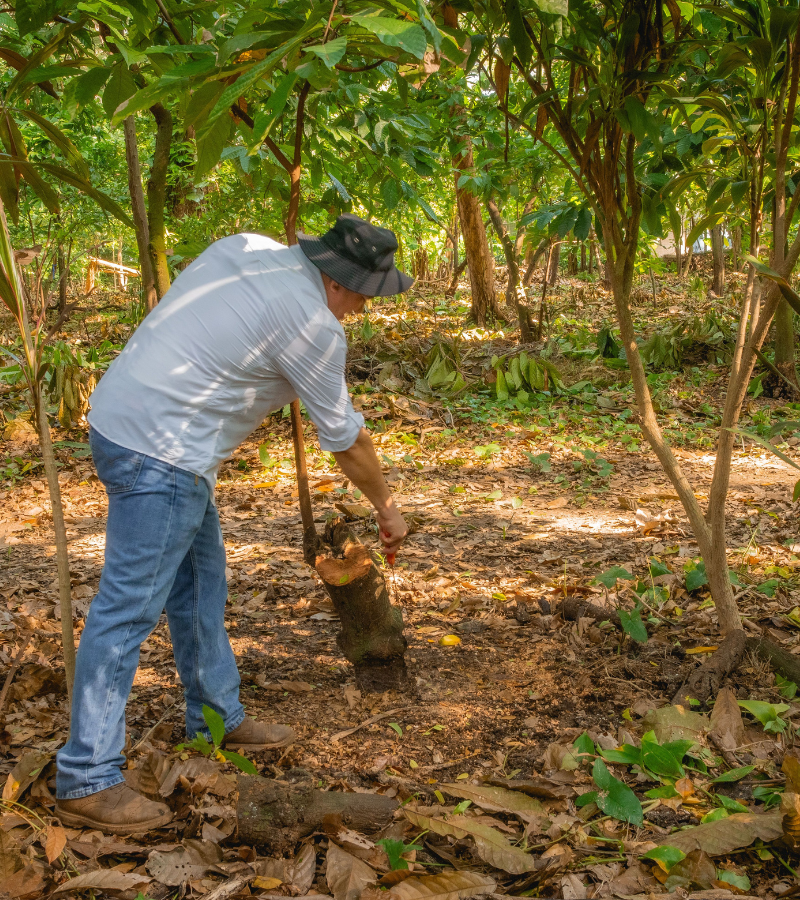 The Bittersweet Future of Cacao: For Farmers and Consumers 1