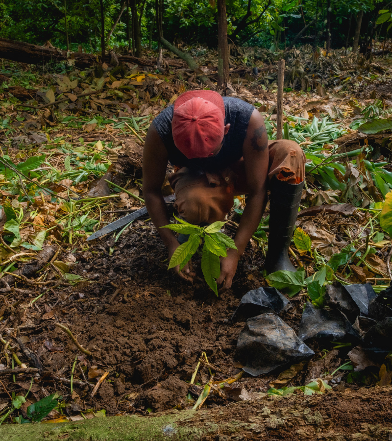 Future of cacao - reforestation