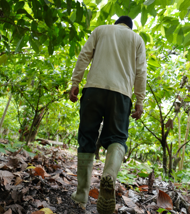 The Bittersweet Future of Cacao: For Farmers and Consumers 5