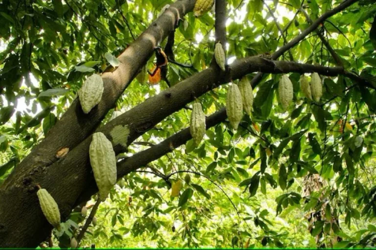 À la Découverte des Minéraux Présents dans le Cacao 1