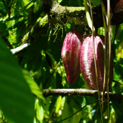 Kakao in Costa Rica