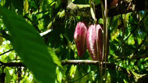Cacao in Costa Rica