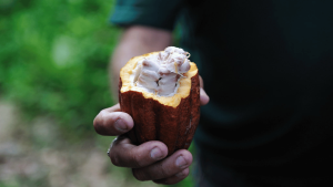 Cacao in Cuba