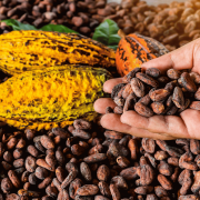 Cacao au Honduras