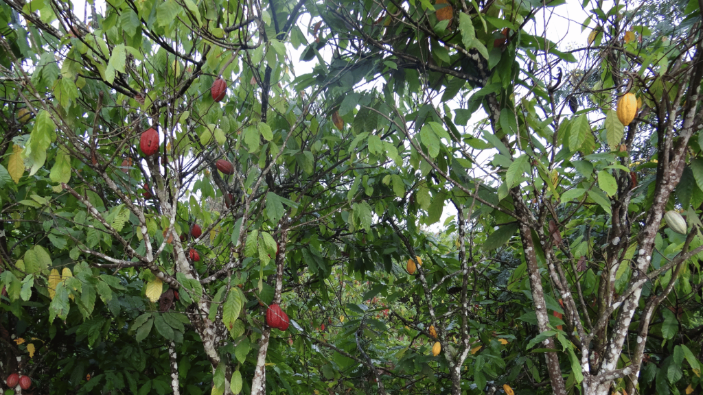 Cacao in Ivoorkust