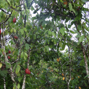 Kakao in der Elfenbeinküste