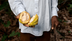 Réduction de l'Approvisionnement Mondial en Cacao et ses Effets sur l'Industrie 10 Réduction de l'Approvisionnement Mondial en Cacao et ses Effets sur l'Industrie 7