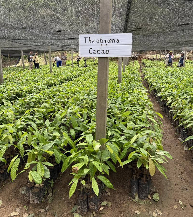 The Global Cocoa Shortage: What's Really Behind It, And What Comes Next 5