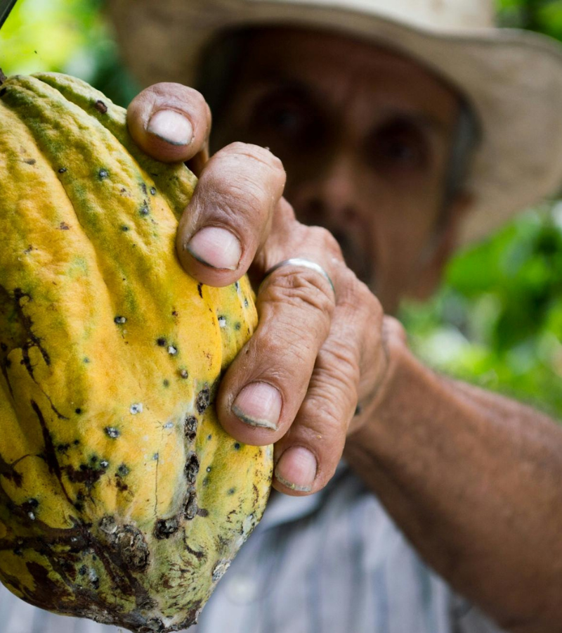 The Global Cocoa Shortage: What's Really Behind It, And What Comes Next 4