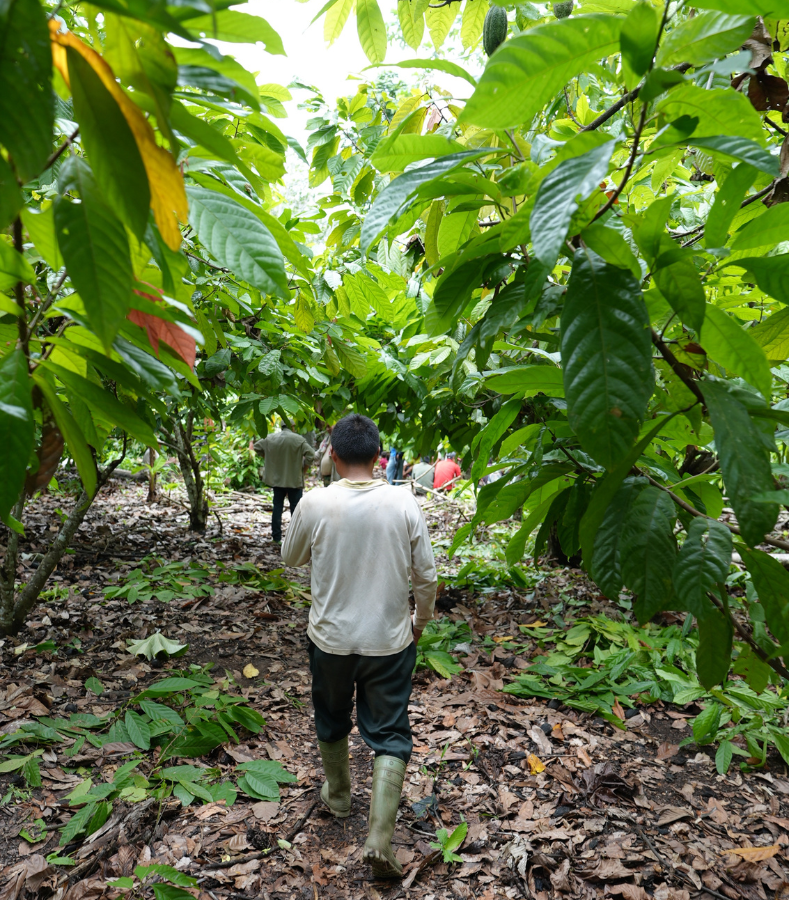 The Global Cocoa Shortage: What's Really Behind It, And What Comes Next 3