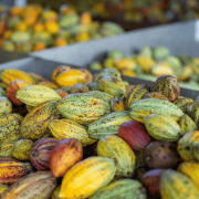 How Many Cacao Varieties Exist