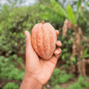 Is Chocolate Good For Nature