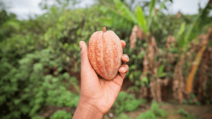 Le Chocolat Est-il Bon Pour La Nature ? 7 Le Chocolat Est-il Bon Pour La Nature ?