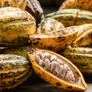 Which country produces most cacao