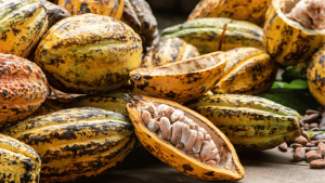 Quel pays produit le plus de cacao ?