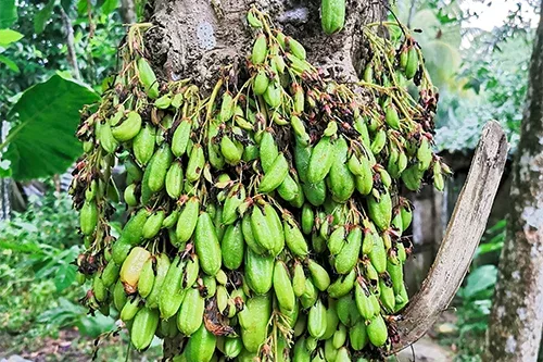 Waarom Stijgen de Chocoladeprijzen & en Hoe Je Ze Onder Controle Kunt Houden 4 Waarom Stijgen de Chocoladeprijzen & en Hoe Je Ze Onder Controle Kunt Houden 4