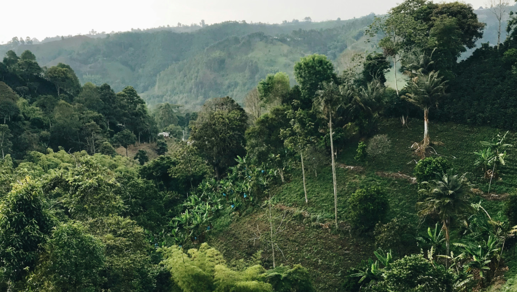 cacao-colombia-productie