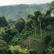 cacao-colombie-production
