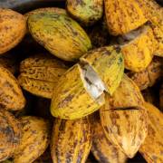 fèves-de-cacao-et-cabosse-de-cacao-sur-une-surface-en-bois-2023-11-27-05-23-46-utc 1 (1)