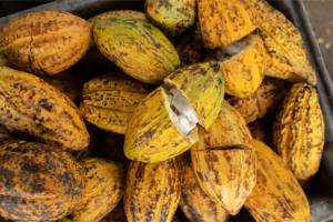 fèves-de-cacao-et-cabosse-de-cacao-sur-une-surface-en-bois-2023-11-27-05-23-46-utc 1 (1)