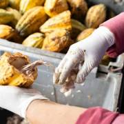 Hoeveel Verdient een Cacaoboer? 7