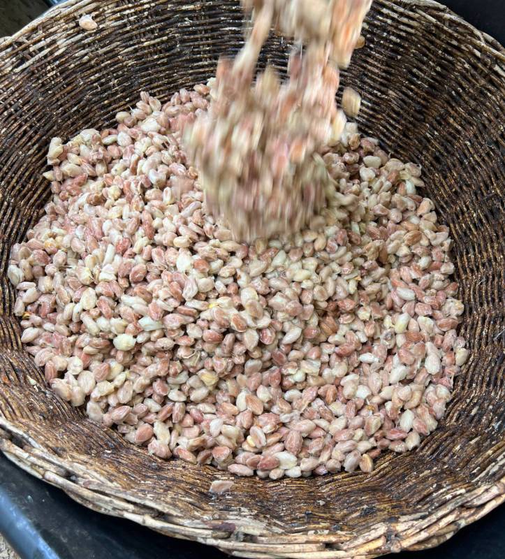 Explorer le Fruit du Cacao : Un Super-aliment Caché 4 Explorer le Fruit du Cacao : Un Super-aliment Caché 2