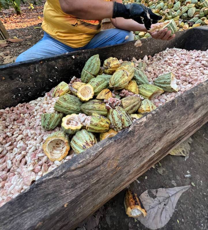 Explorer le Fruit du Cacao : Un Super-aliment Caché 5 Explorer le Fruit du Cacao : Un Super-aliment Caché 3
