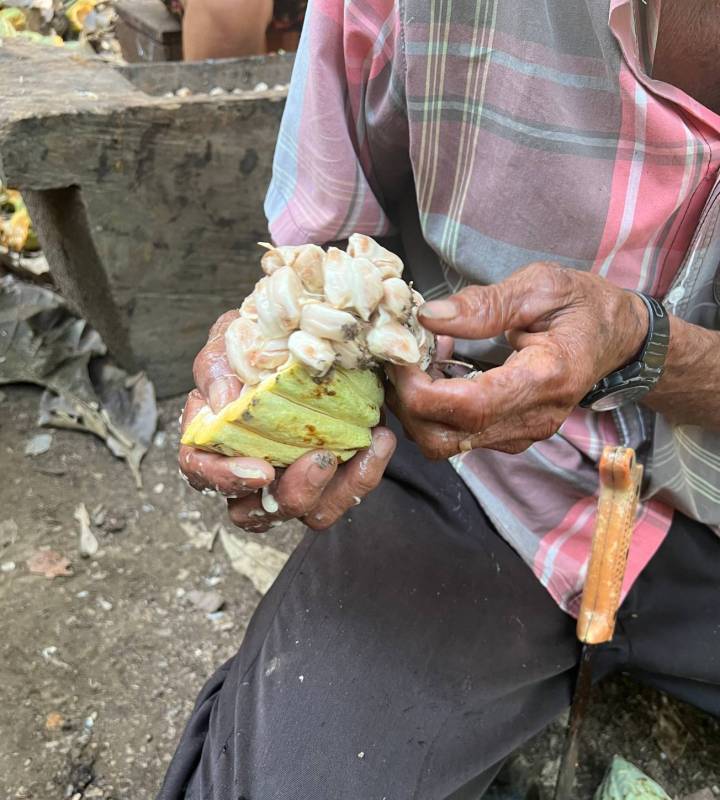Explorer le Fruit du Cacao : Un Super-aliment Caché 3 Explorer le Fruit du Cacao : Un Super-aliment Caché 1
