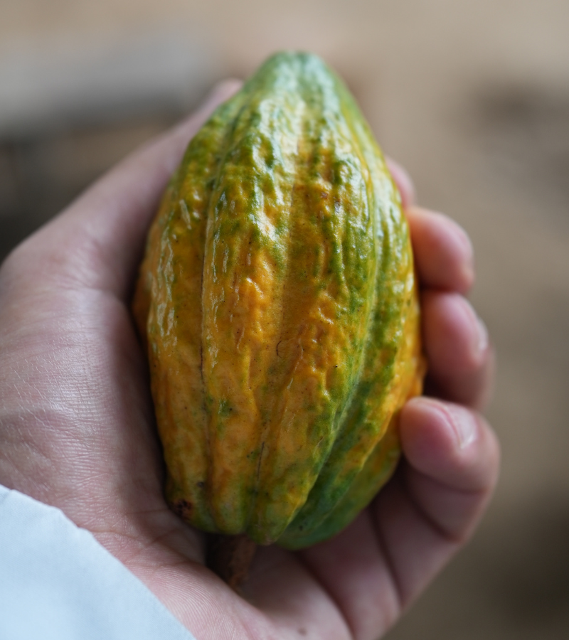 Exploring the Cacao Fruit 5 Exploring the Cacao Fruit 3