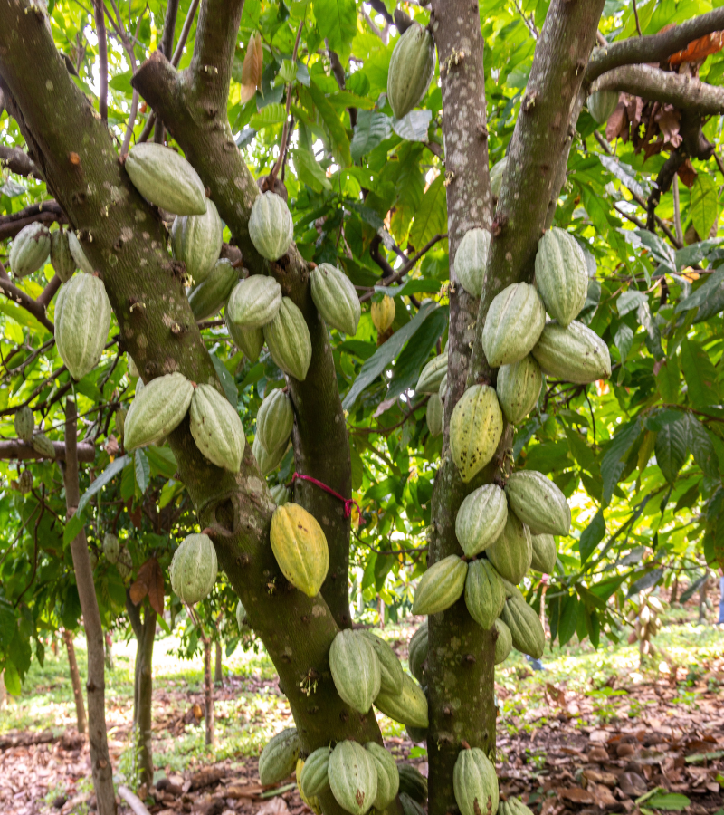 Exploring the Cacao Fruit 3 Exploring the Cacao Fruit 1
