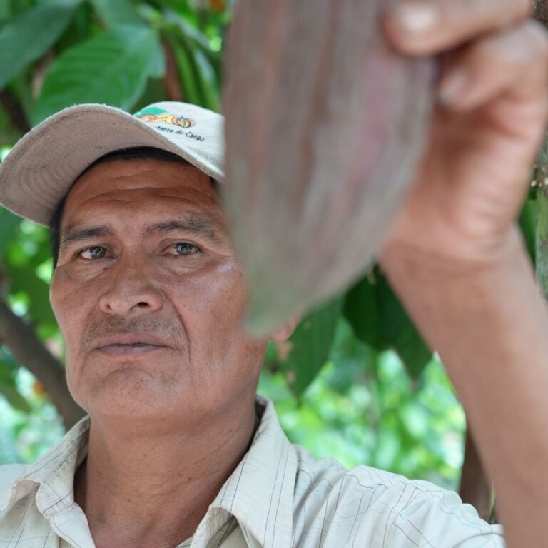 Growing Cocoa: Find Out What Makes it Thrive 1