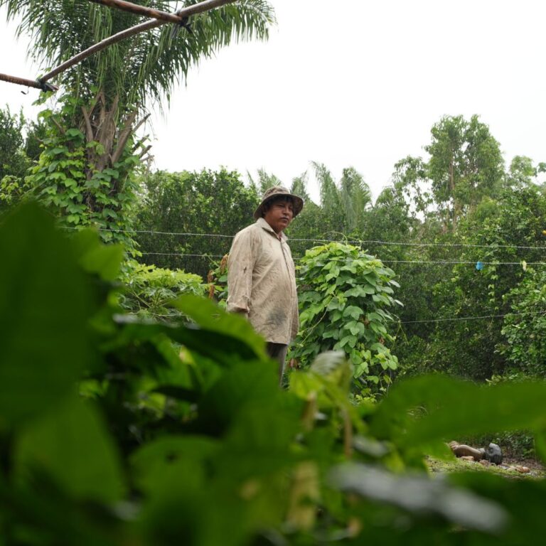 Growing Cocoa: Find Out What Makes it Thrive 5