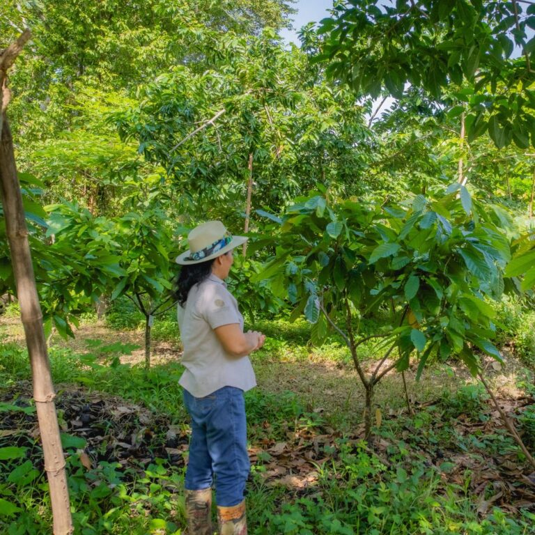 Growing Cocoa: Find Out What Makes it Thrive 6