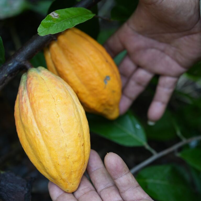 growing cocoa