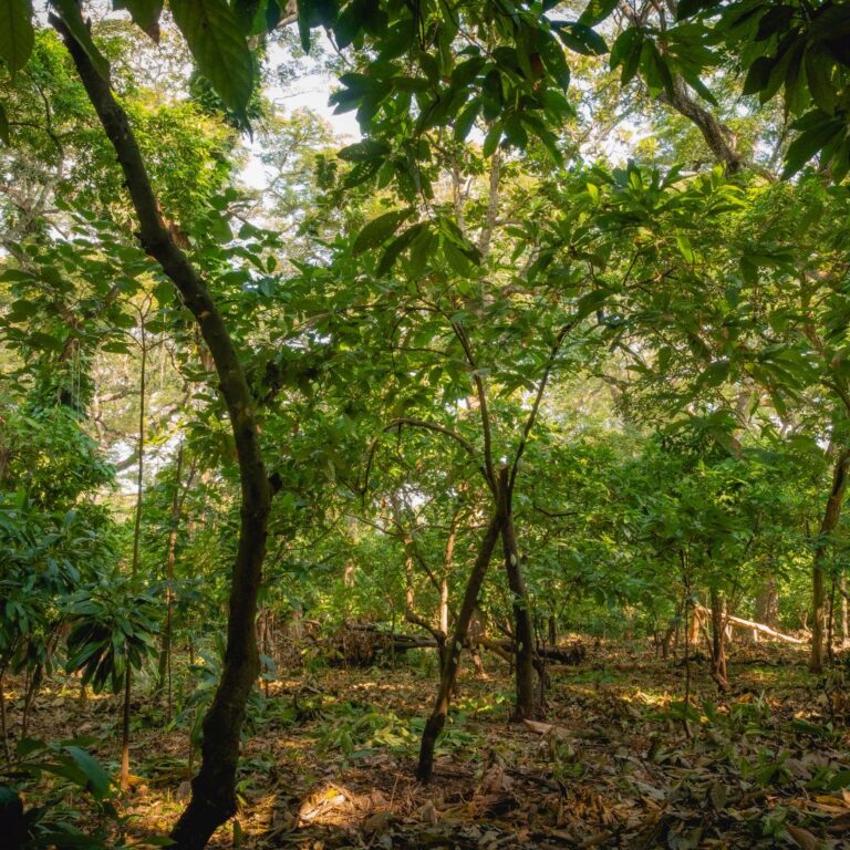 Growing Cocoa: Find Out What Makes it Thrive 4