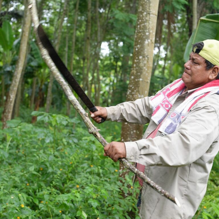 Growing Cocoa: Find Out What Makes it Thrive 3