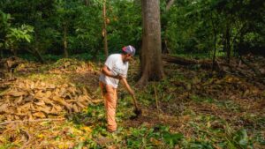 Article-Comment-le-Cacao-Est-Cultive-Principal