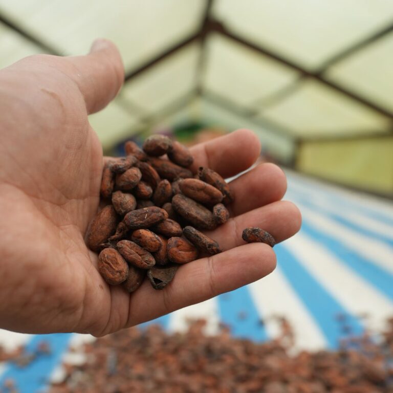 drying cacao beans