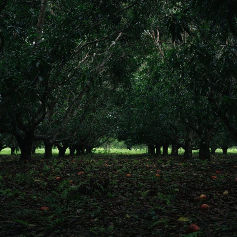 Growing Cocoa: Find Out What Makes it Thrive 2