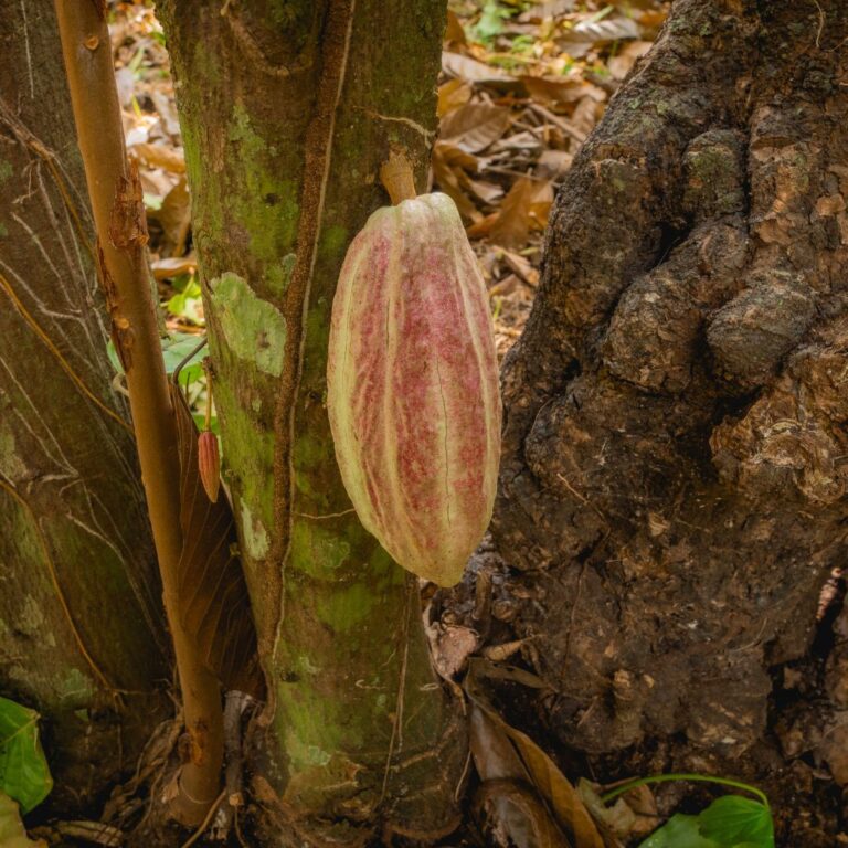 growing trinitario cacao