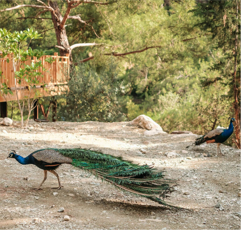 À la Rencontre des Cacaoculteurs Mexicains qui Cultivent pour un Avenir Durable 1