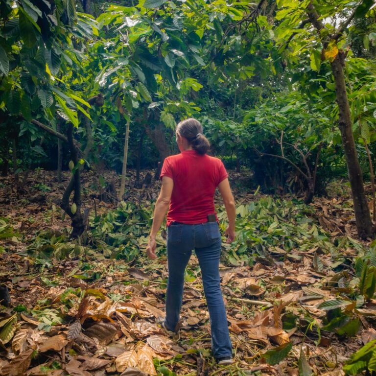 Harvesting Cocoa: The Journey from Pod to Bean Explained 4