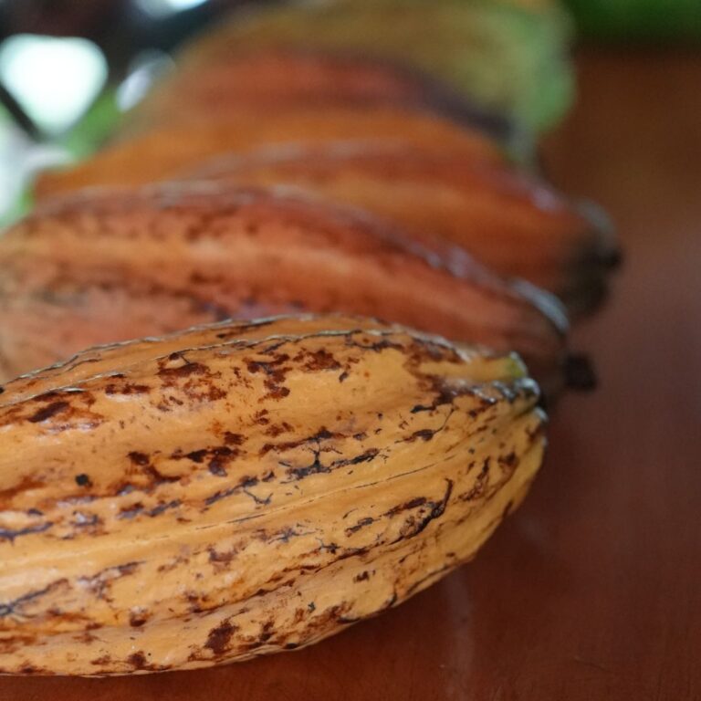 Harvesting Cocoa: The Journey from Pod to Bean Explained 2