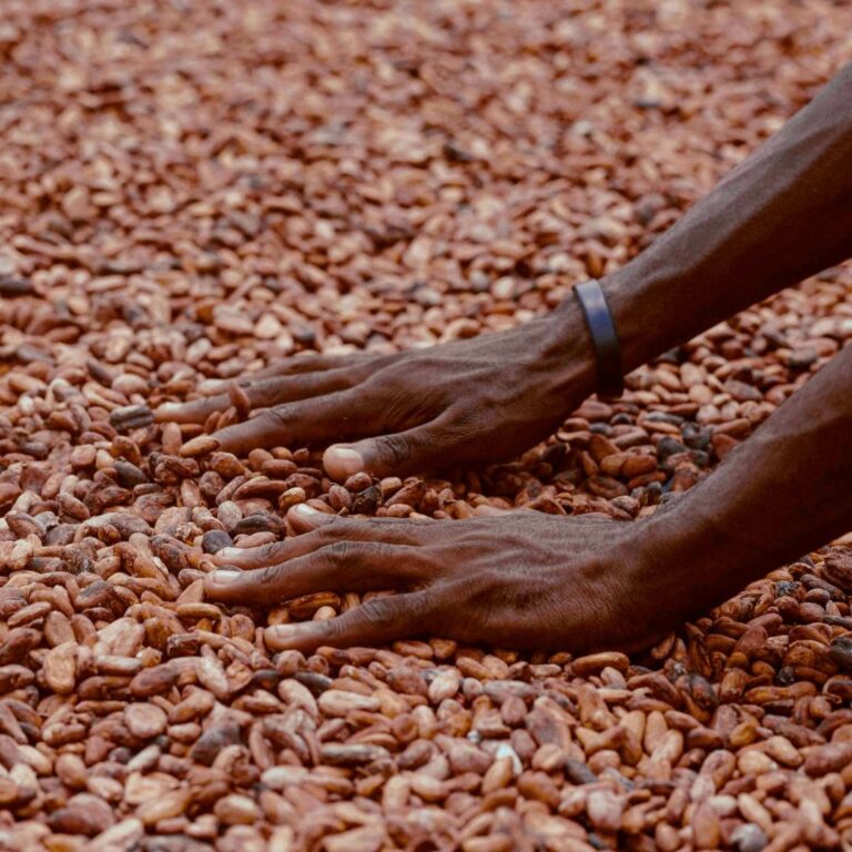 Harvesting Cocoa: The Journey from Pod to Bean Explained 1