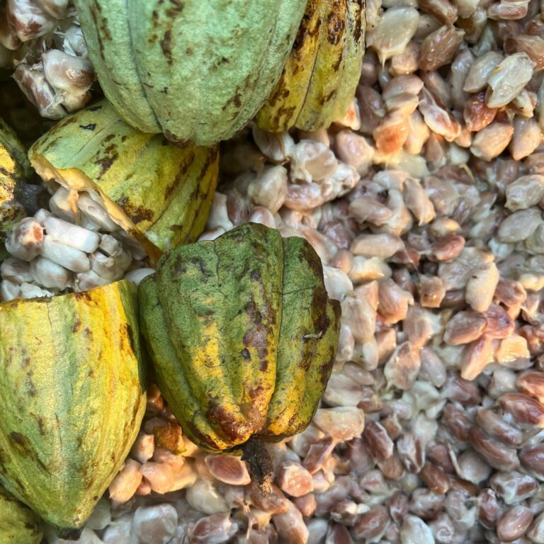 Harvesting Cocoa: The Journey from Pod to Bean Explained 3