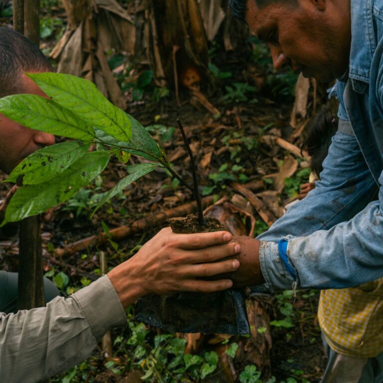 Wat Zijn Cacao Nibs? 3 Wat Zijn Cacao Nibs? 1